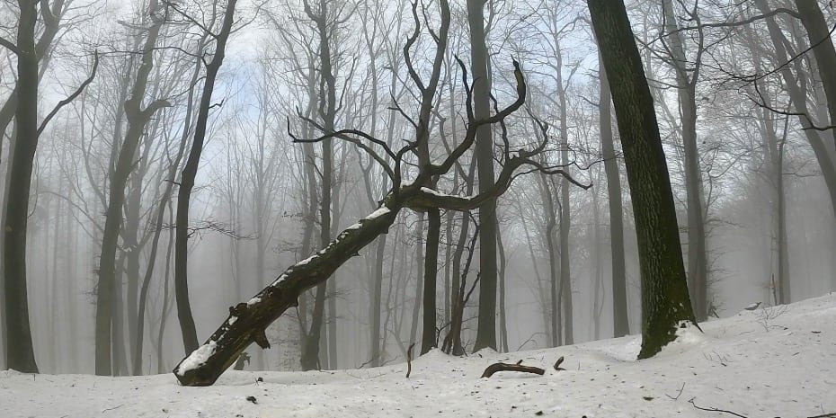 Tunnelweg-Teufelskanzel-Trailmarathon Tunnelweg-Teufelskanzel-Trailmarathon